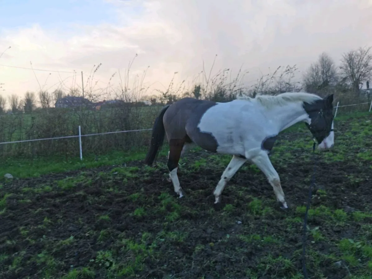 Flashy Cob - Image 2