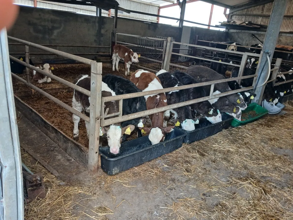 Calves - Image 1