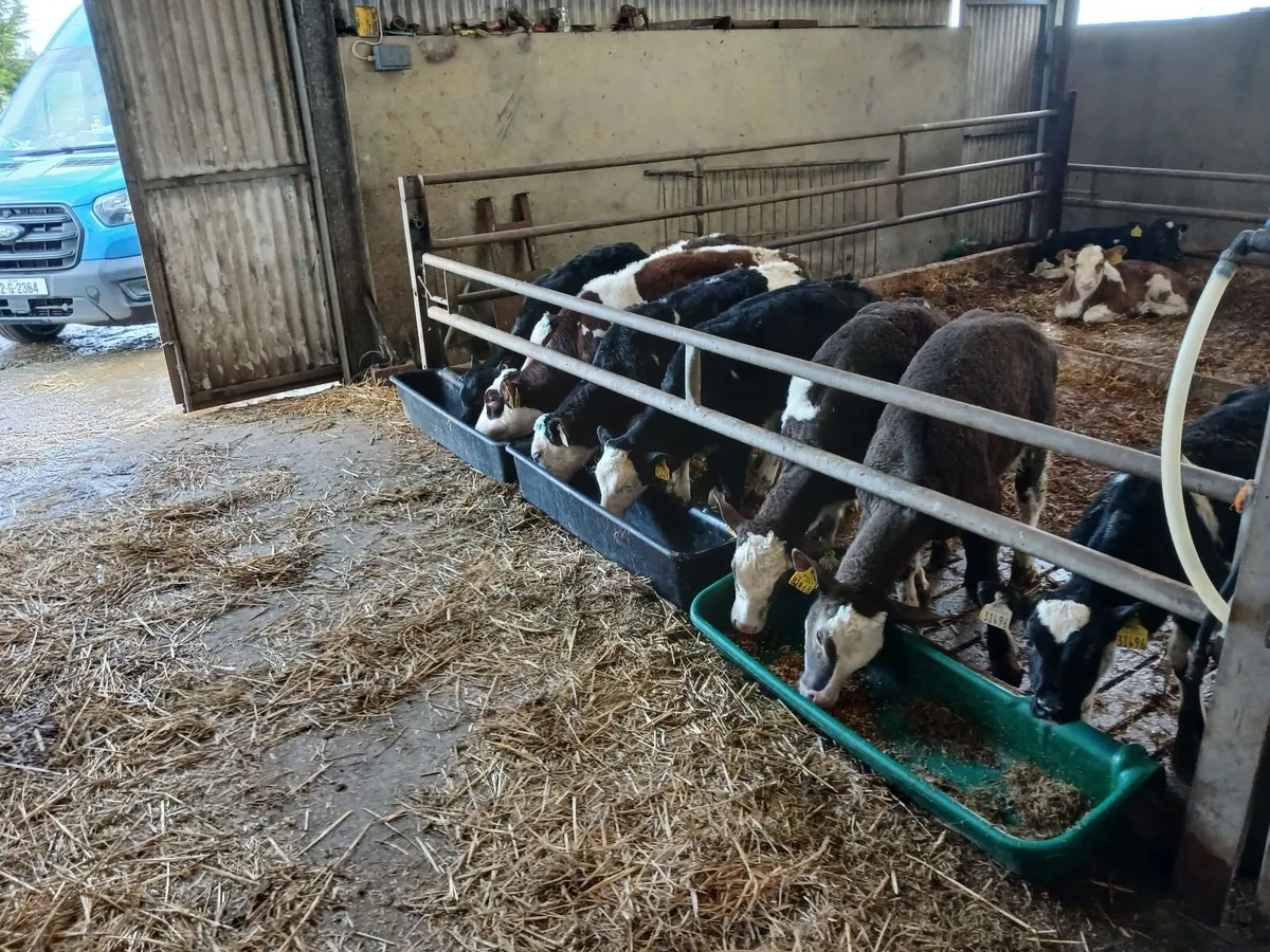 Calves - Image 2