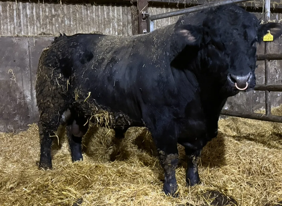 2 Super PBR Angus Bulls - Image 1