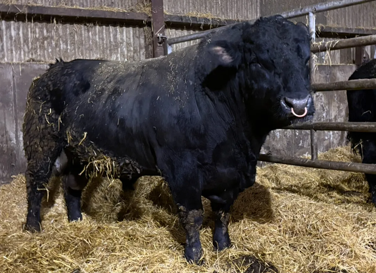 2 Super PBR Angus Bulls - Image 2