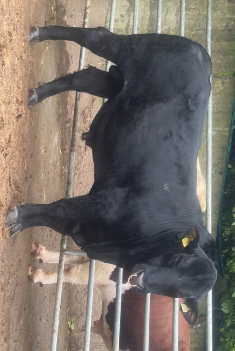 2 Super PBR Angus Bulls - Image 3