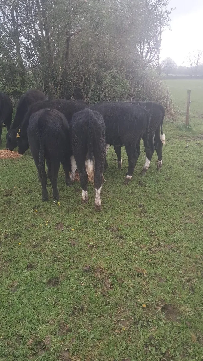 7 Angus/hereford - Image 1