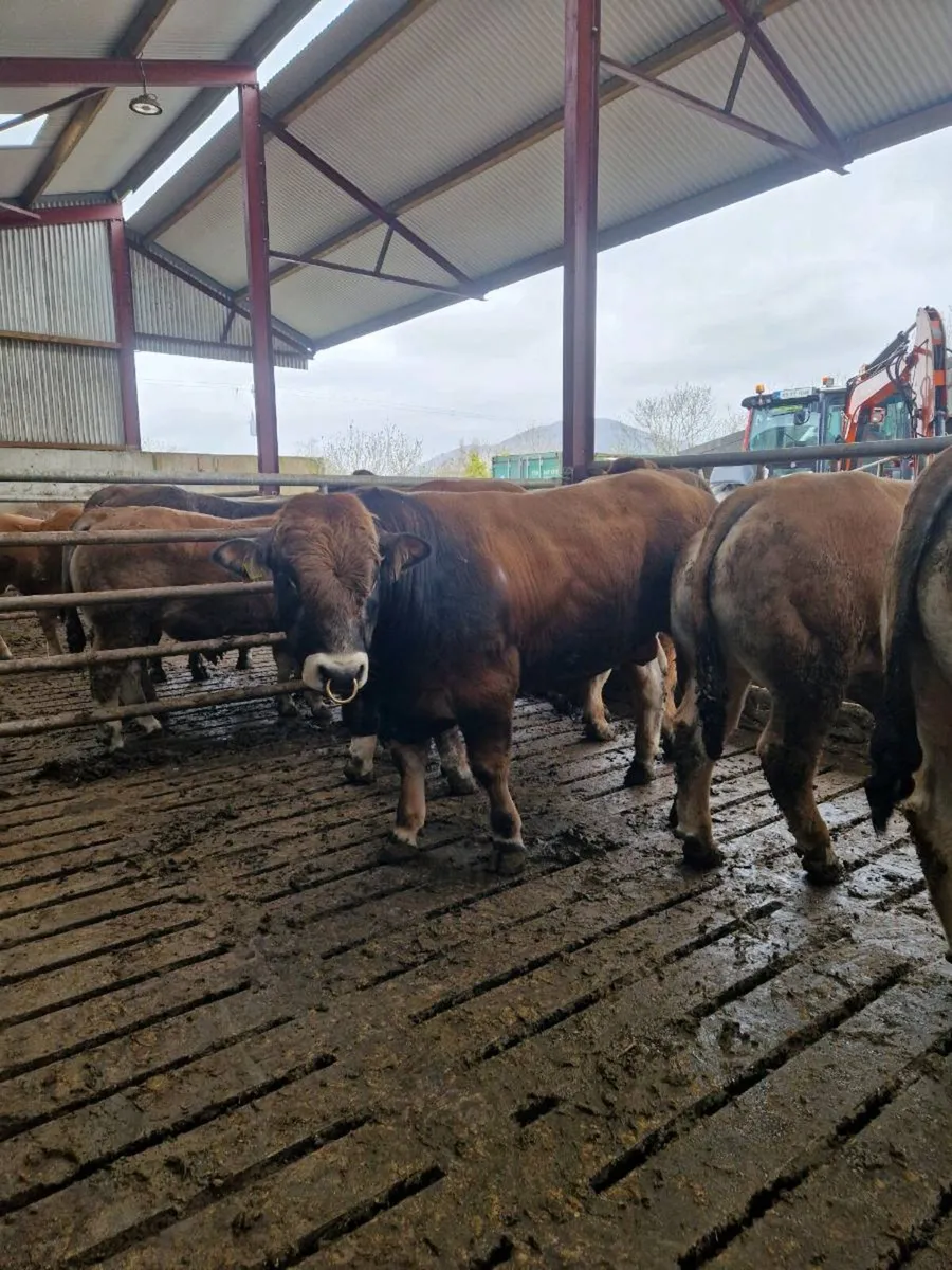 Aubrac bulls - Image 4