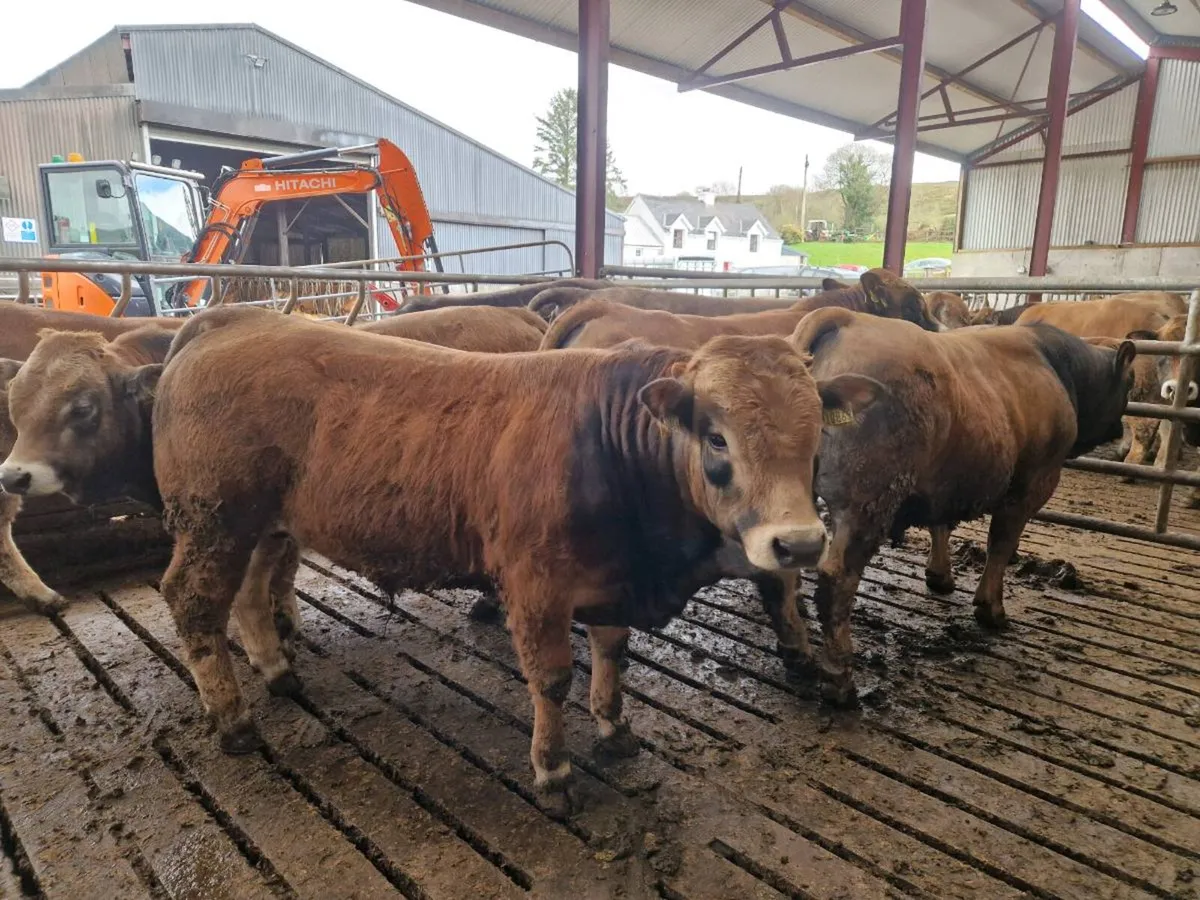 Aubrac bulls - Image 1