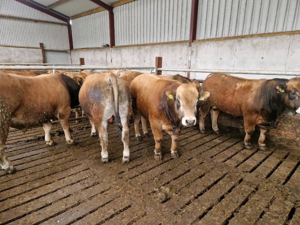 Aubrac bulls - Image 2