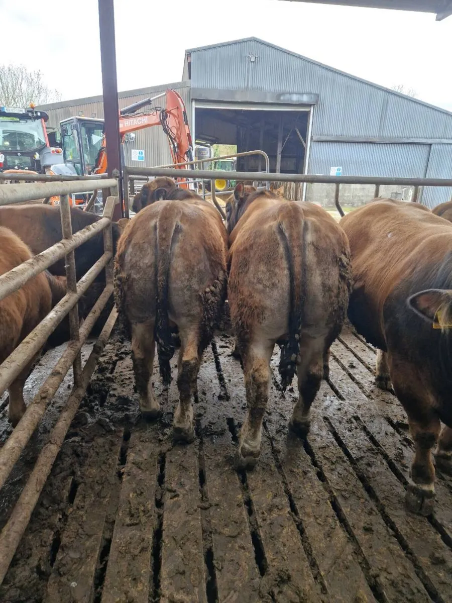 Aubrac bulls - Image 3