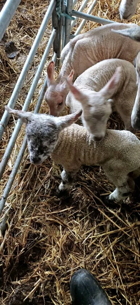 Pet lambs for sale - Image 1