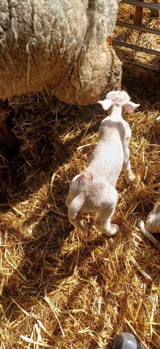 Pet lambs for sale - Image 2