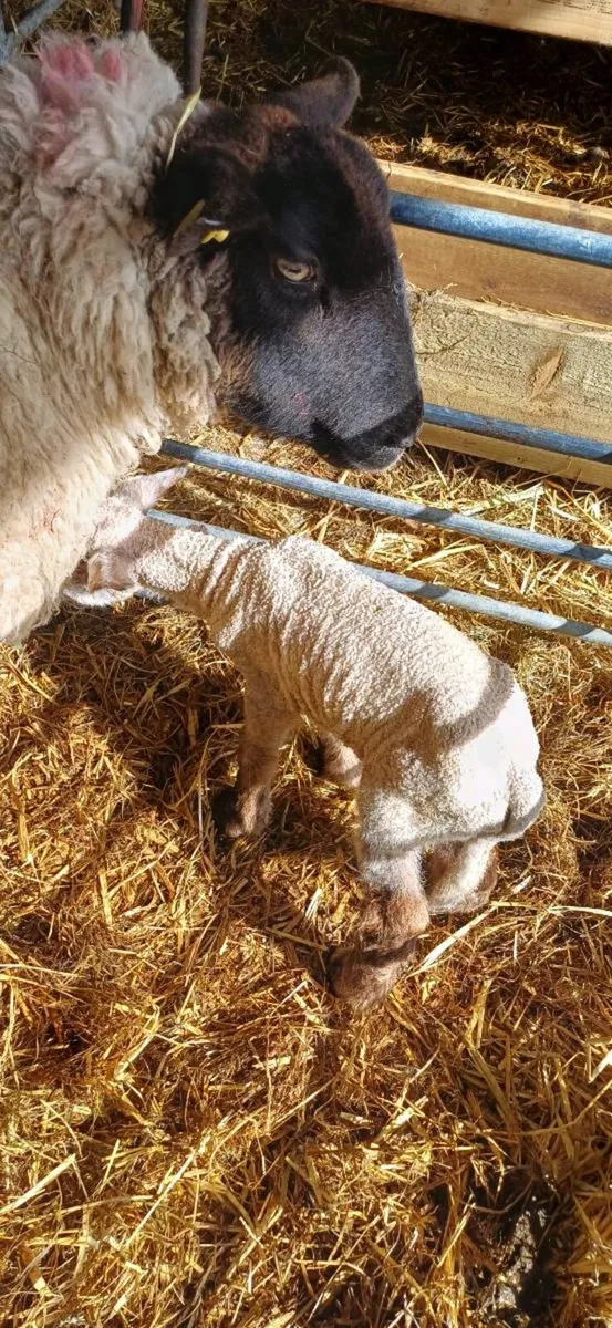 Pet lambs for sale - Image 3