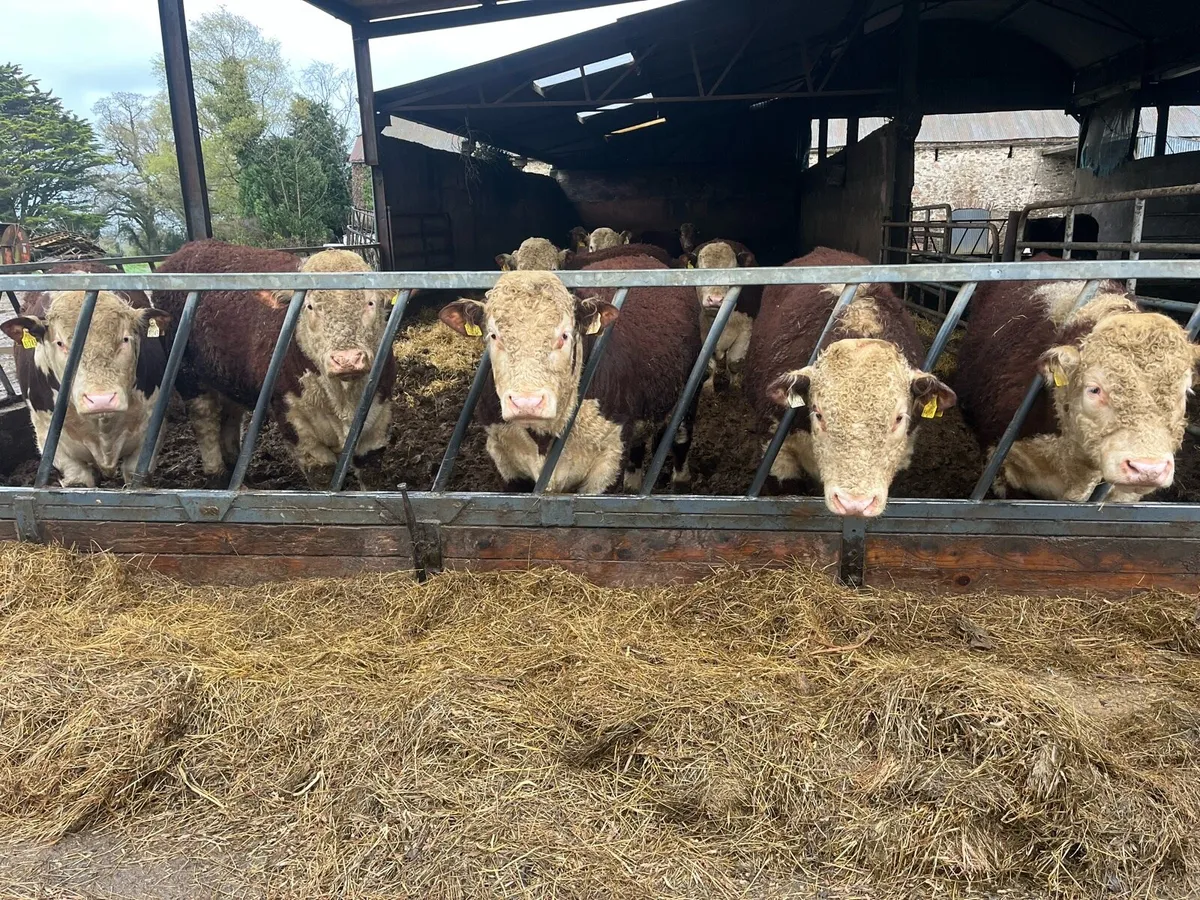 hereford bulls - Image 1