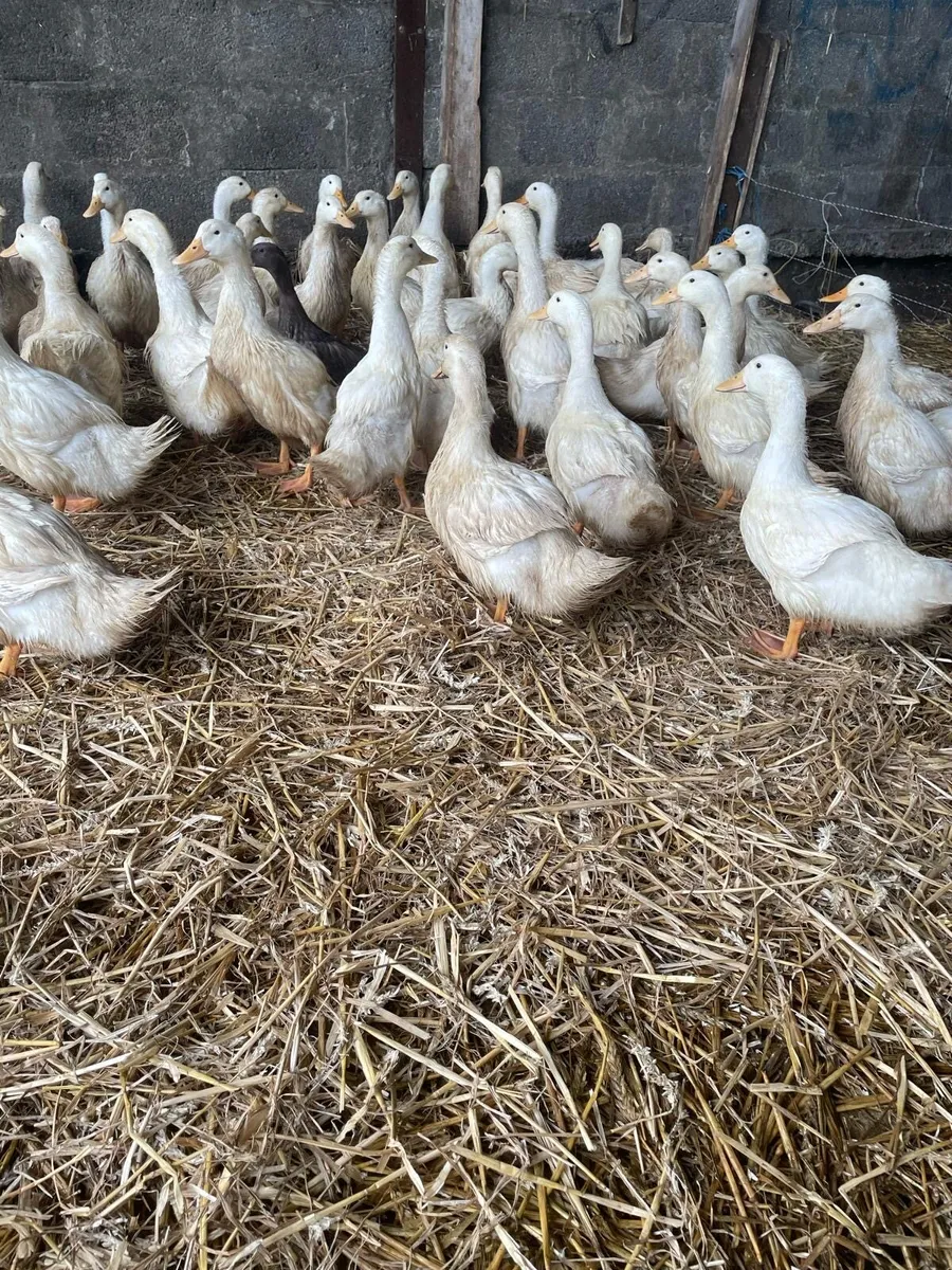 Ducks 🦆 - Image 1
