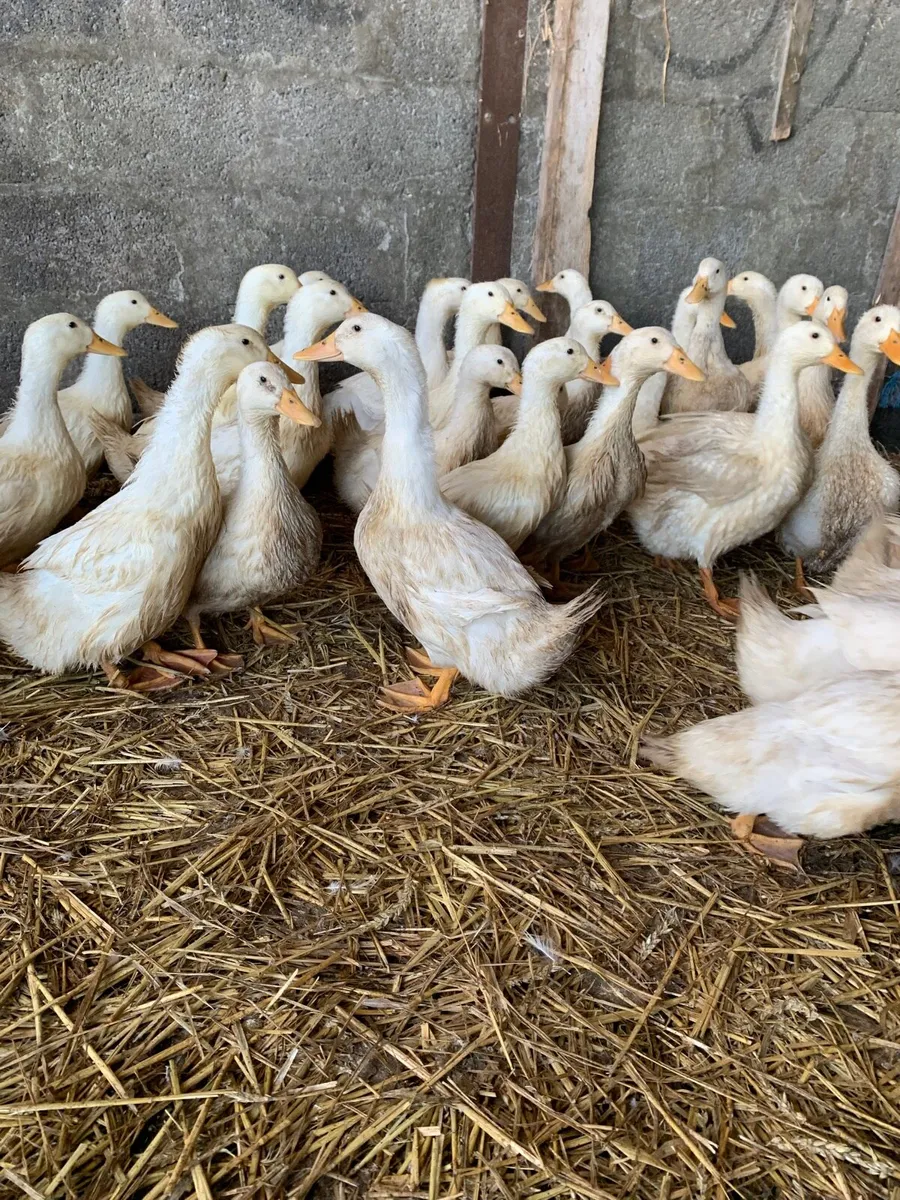 Ducks 🦆 - Image 2
