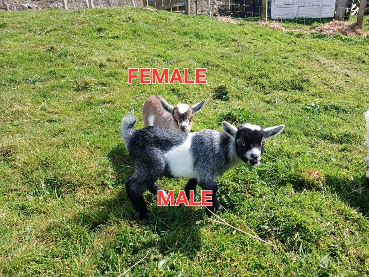 PYGMY GOATS FOR SALE - Image 3
