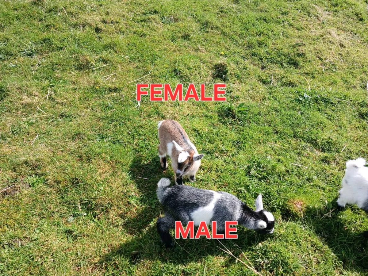PYGMY GOATS FOR SALE - Image 4
