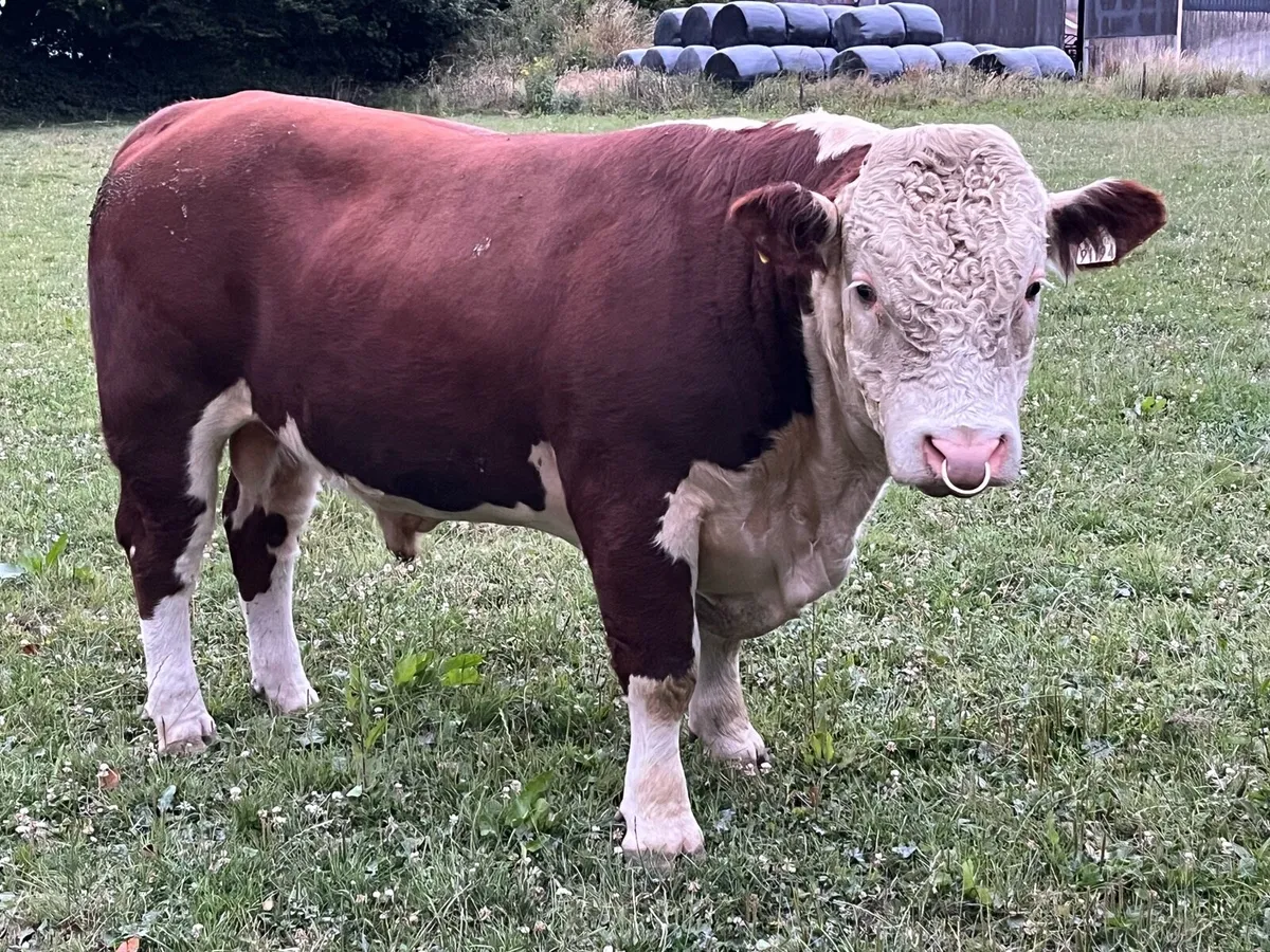 hereford bulls - Image 2