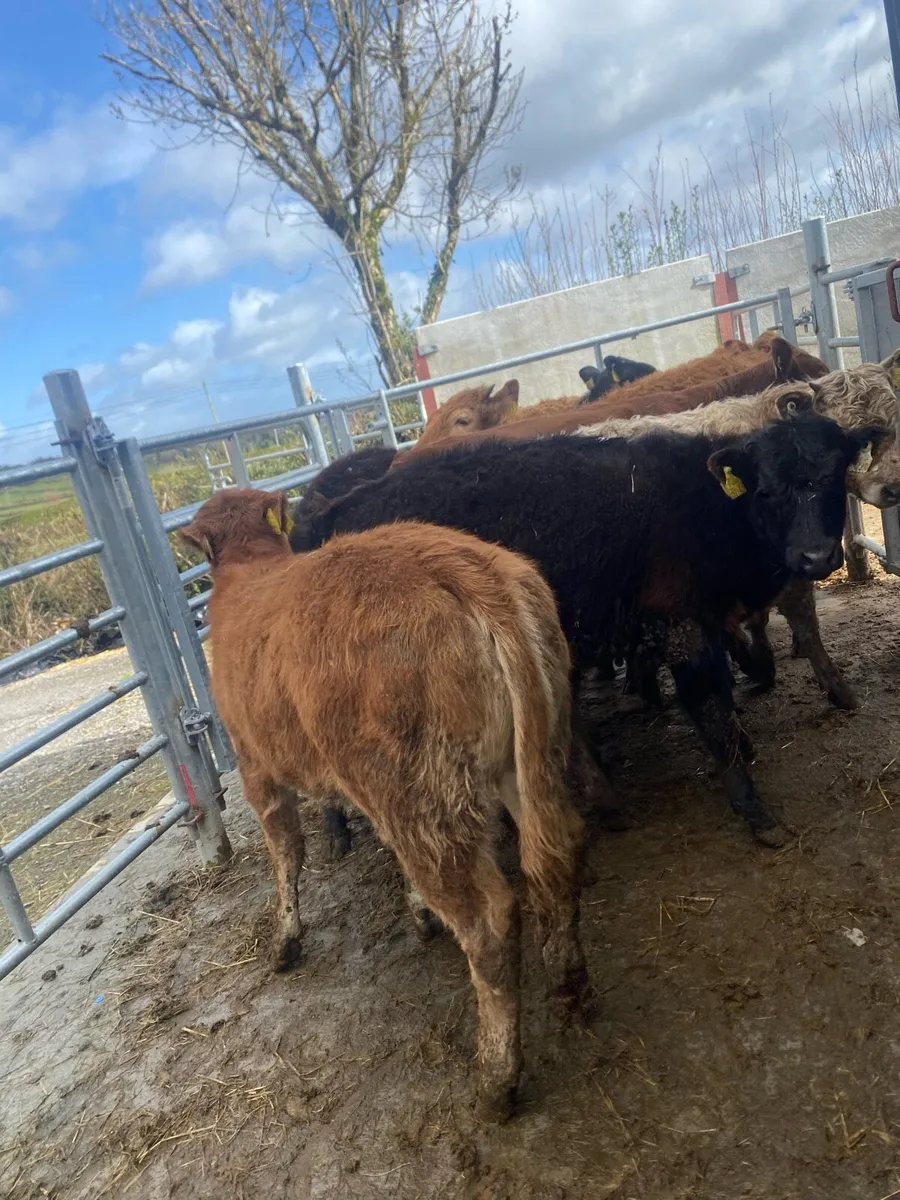 8 suckler bred heifer weanlings - Image 3