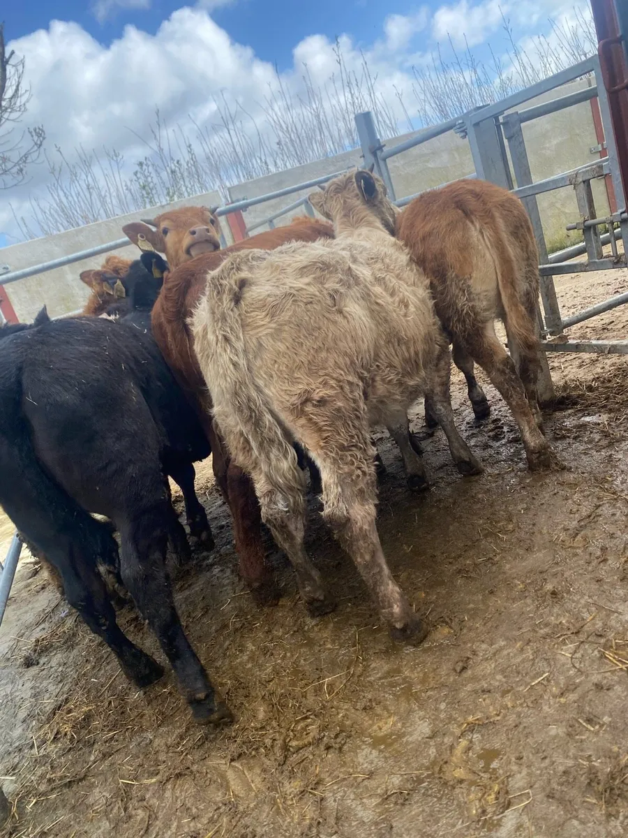 8 suckler bred heifer weanlings - Image 4