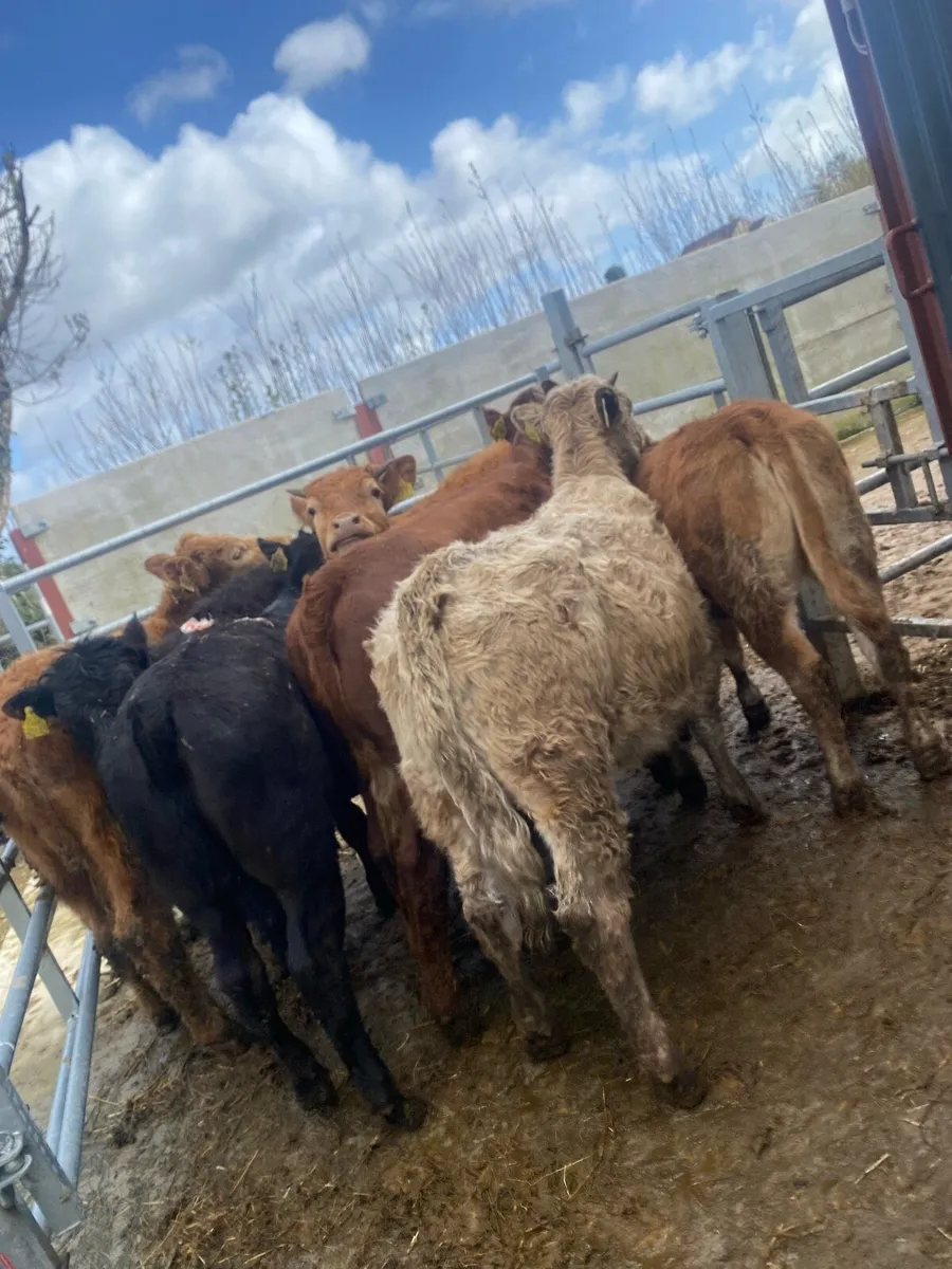 8 suckler bred heifer weanlings - Image 1