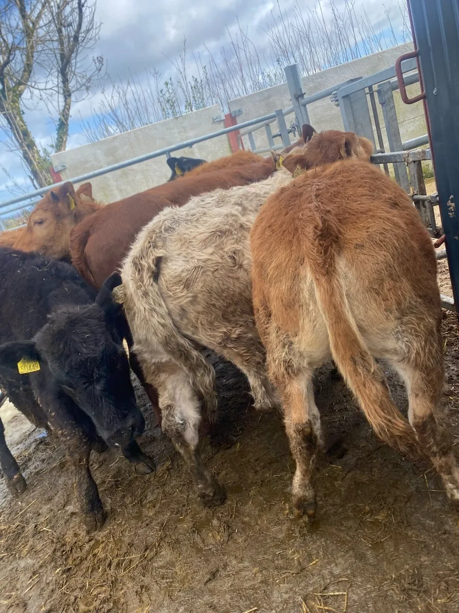 8 suckler bred heifer weanlings - Image 2