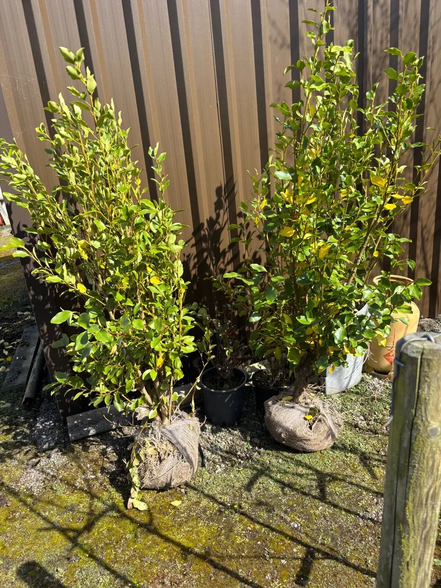 Griselinia 4-5ft - Image 1