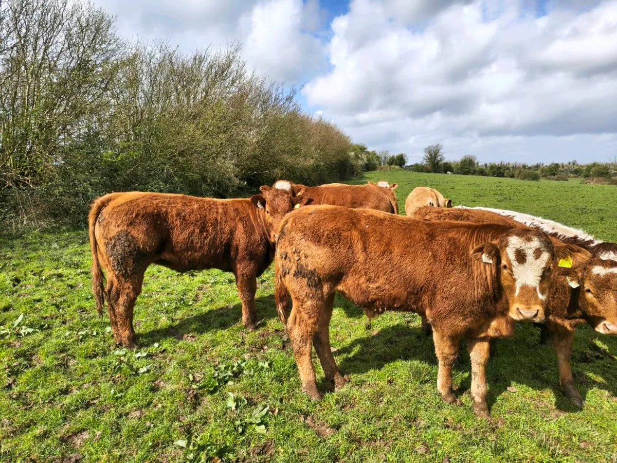 Organic Bullock & Heifer Weanlings - Image 3