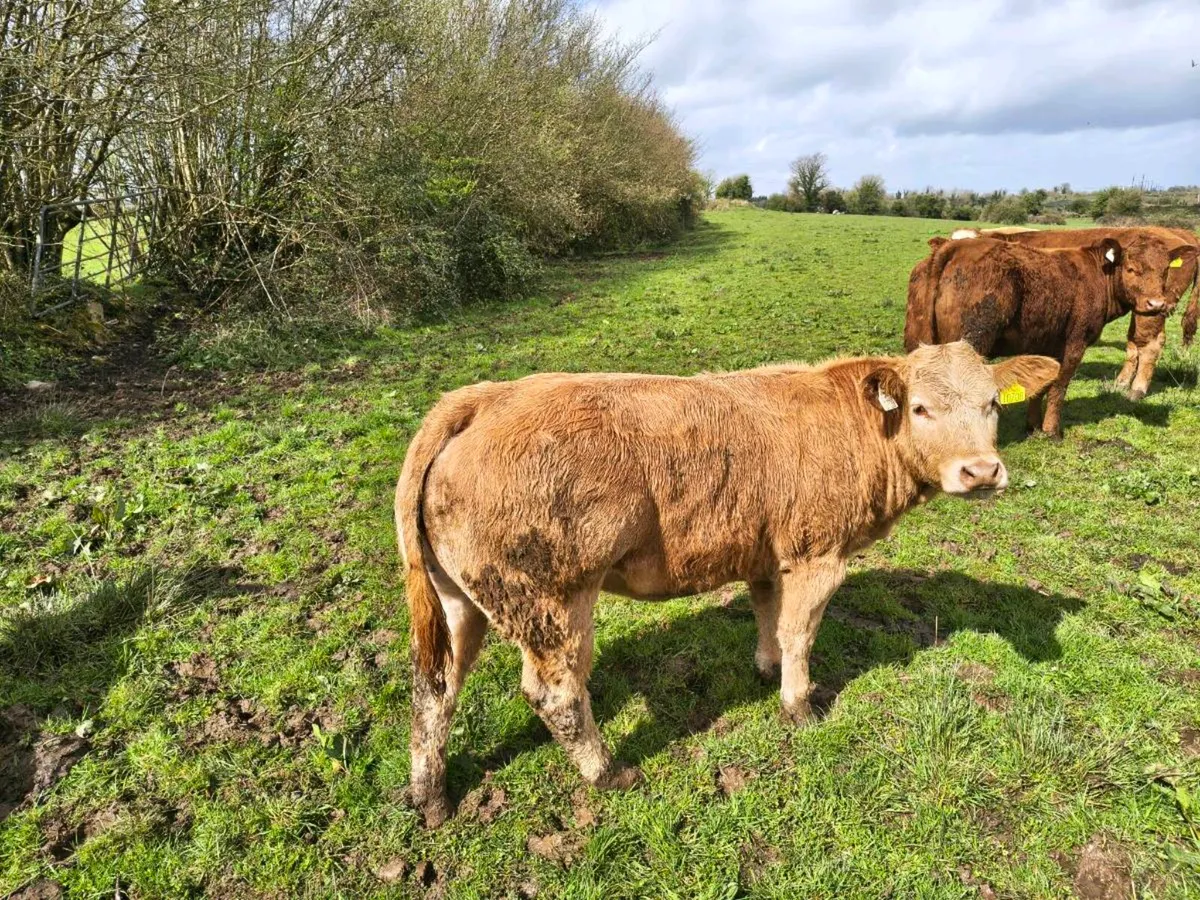 Organic Bullock & Heifer Weanlings - Image 4