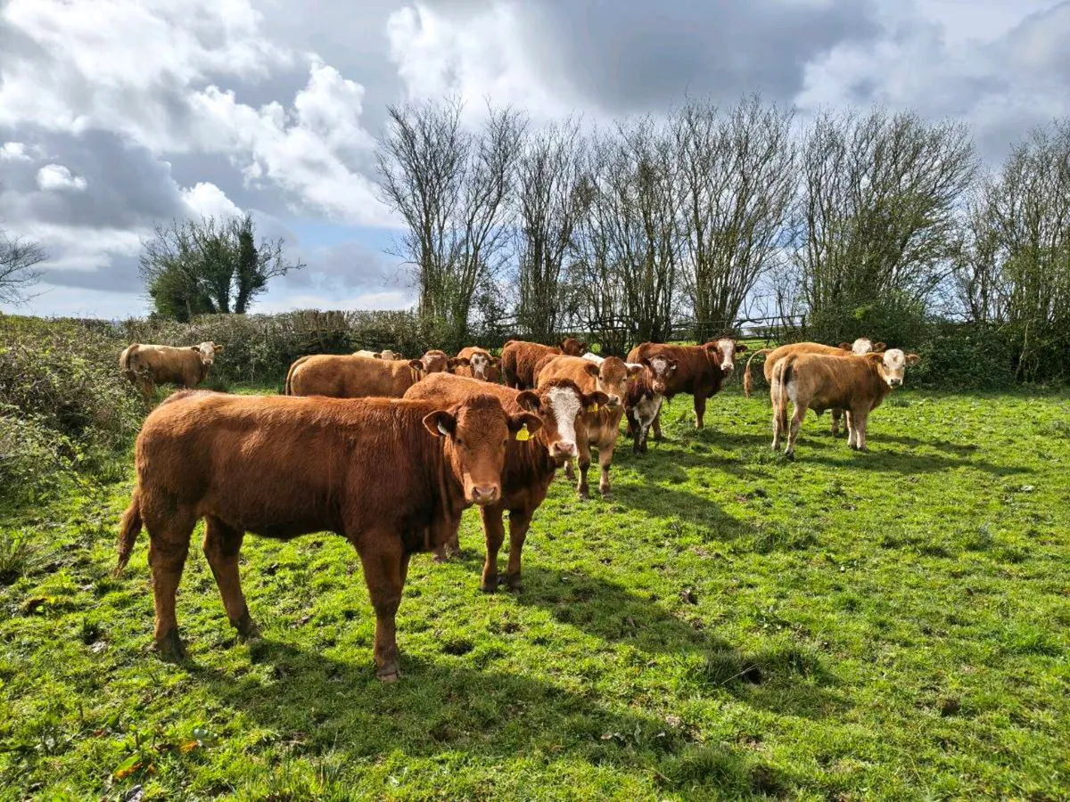 Organic Bullock & Heifer Weanlings - Image 1