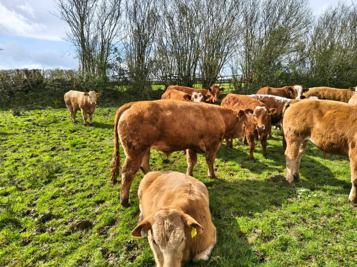 Organic Bullock & Heifer Weanlings - Image 2