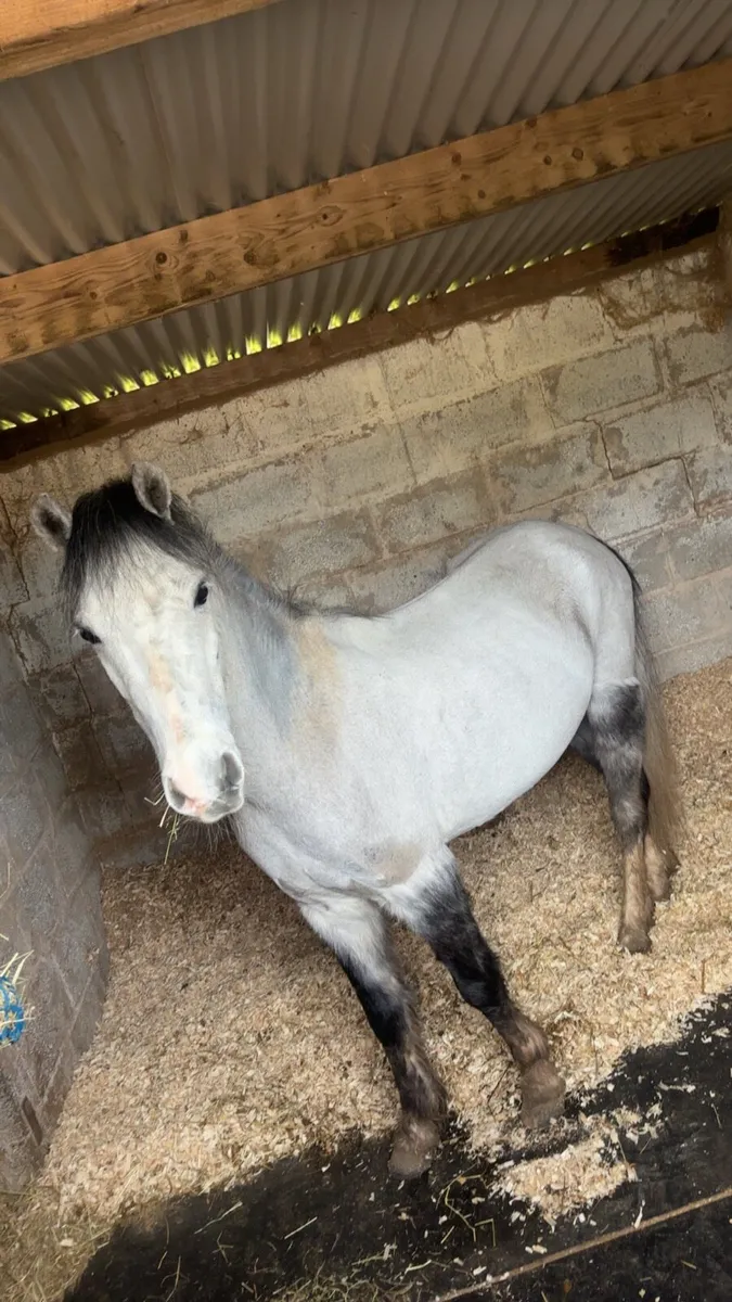 ✨JOEY✨ - Image 2