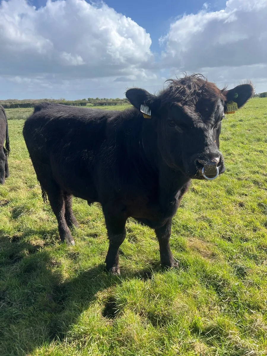 Pedigree Pbr Angus Bull ( Brideswell Bred) - Image 4