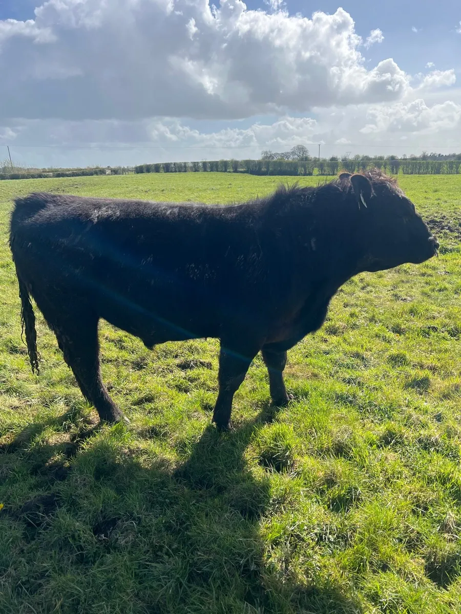 Pedigree Pbr Angus Bull ( Brideswell Bred) - Image 3