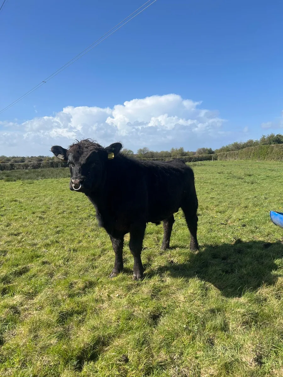 Pedigree Pbr Angus Bull ( Brideswell Bred) - Image 2