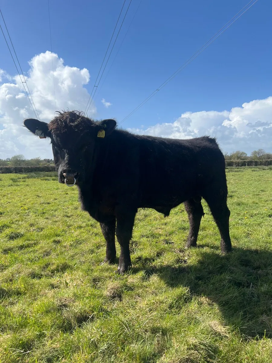 Pedigree Pbr Angus Bull ( Brideswell Bred) - Image 1