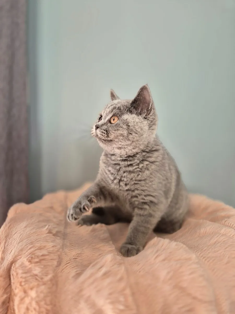 Blue Purebreed British Shorthair Kitten (GCCFI) - Image 2
