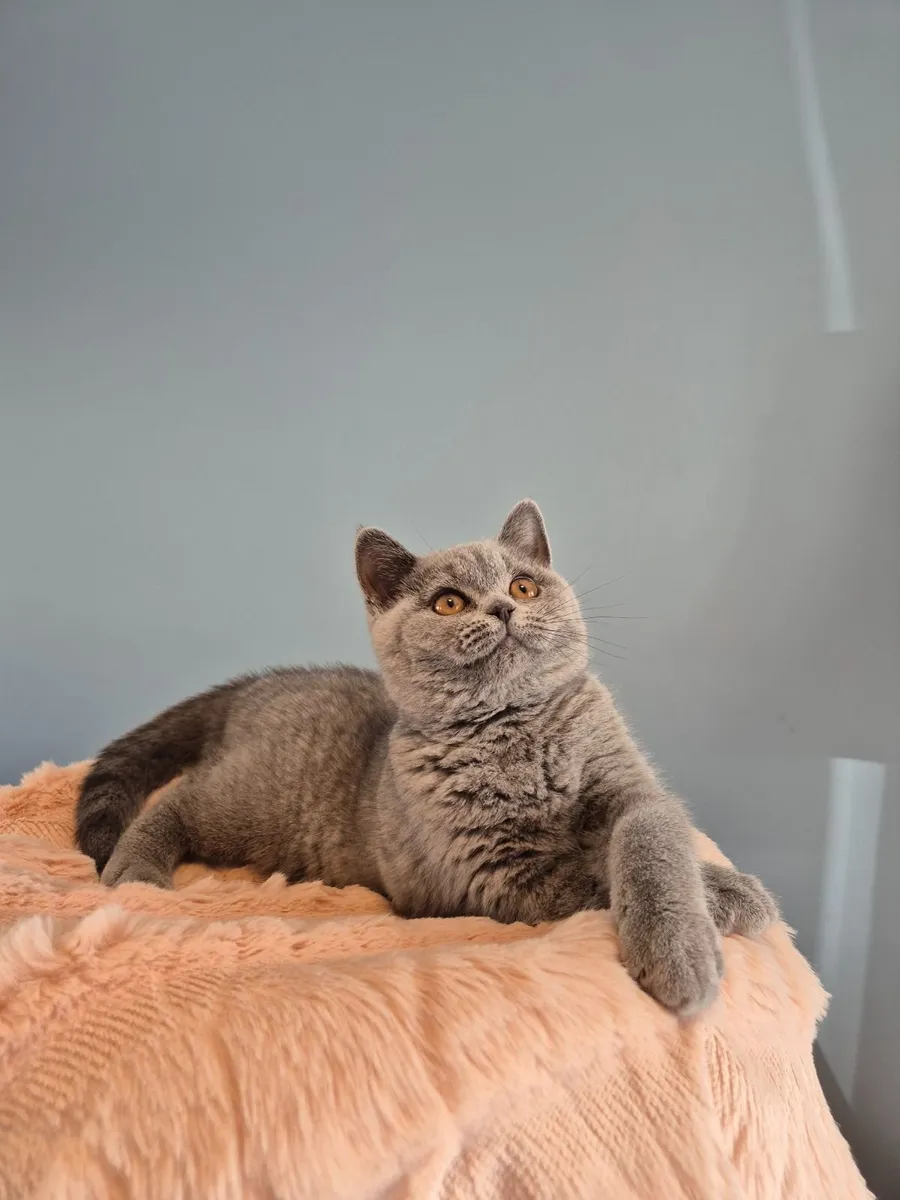 Blue Purebreed British Shorthair Kitten (GCCFI) - Image 1