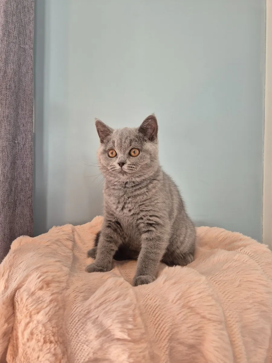 Blue Purebreed British Shorthair Kitten (GCCFI) - Image 3