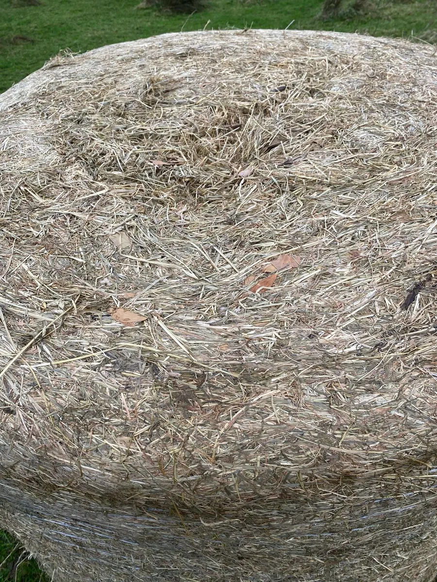 Silage/haylage - Image 3