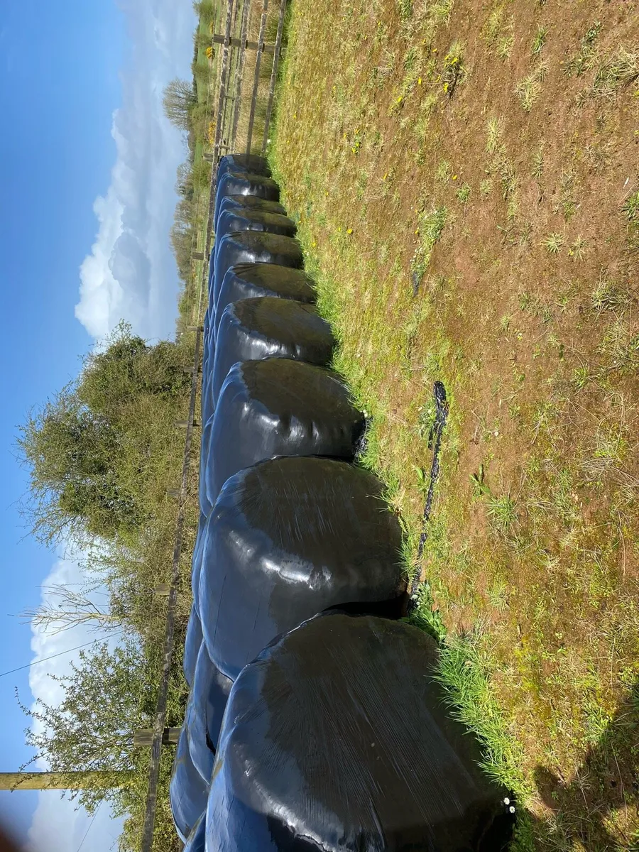 Silage/haylage - Image 1