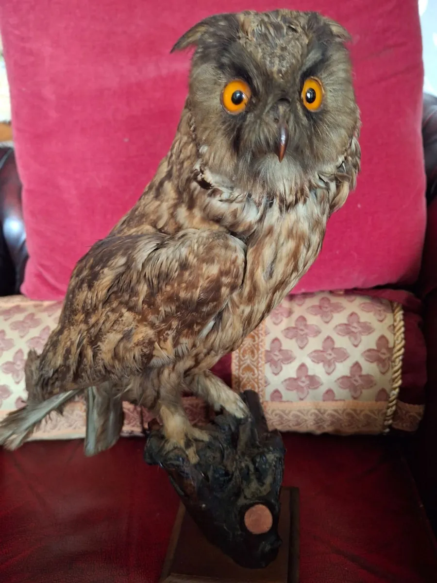 TAXIDERMY BROWN OWEL - Image 1