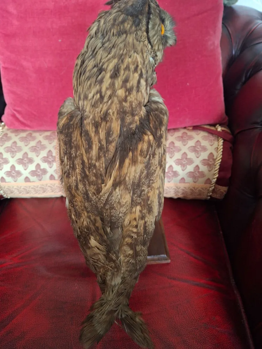 TAXIDERMY BROWN OWEL - Image 3