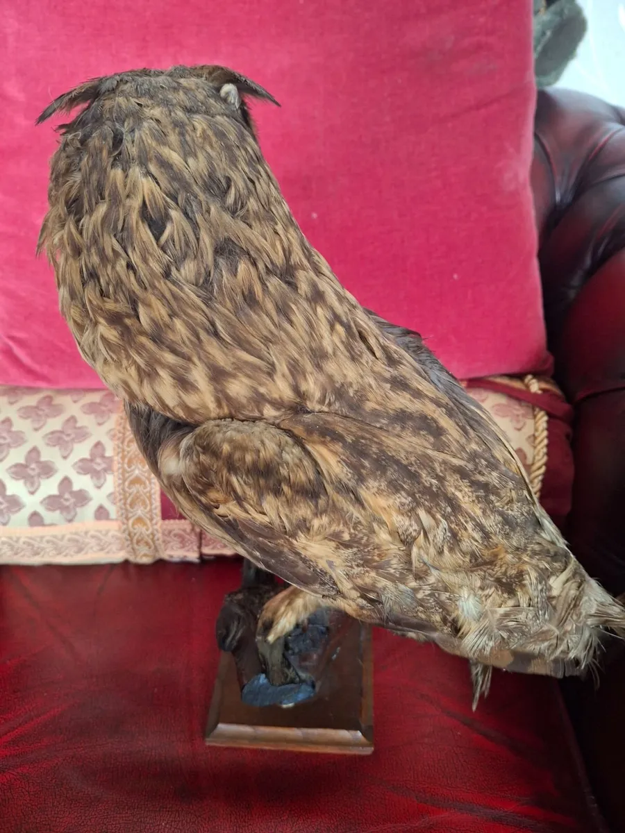 TAXIDERMY BROWN OWEL - Image 4