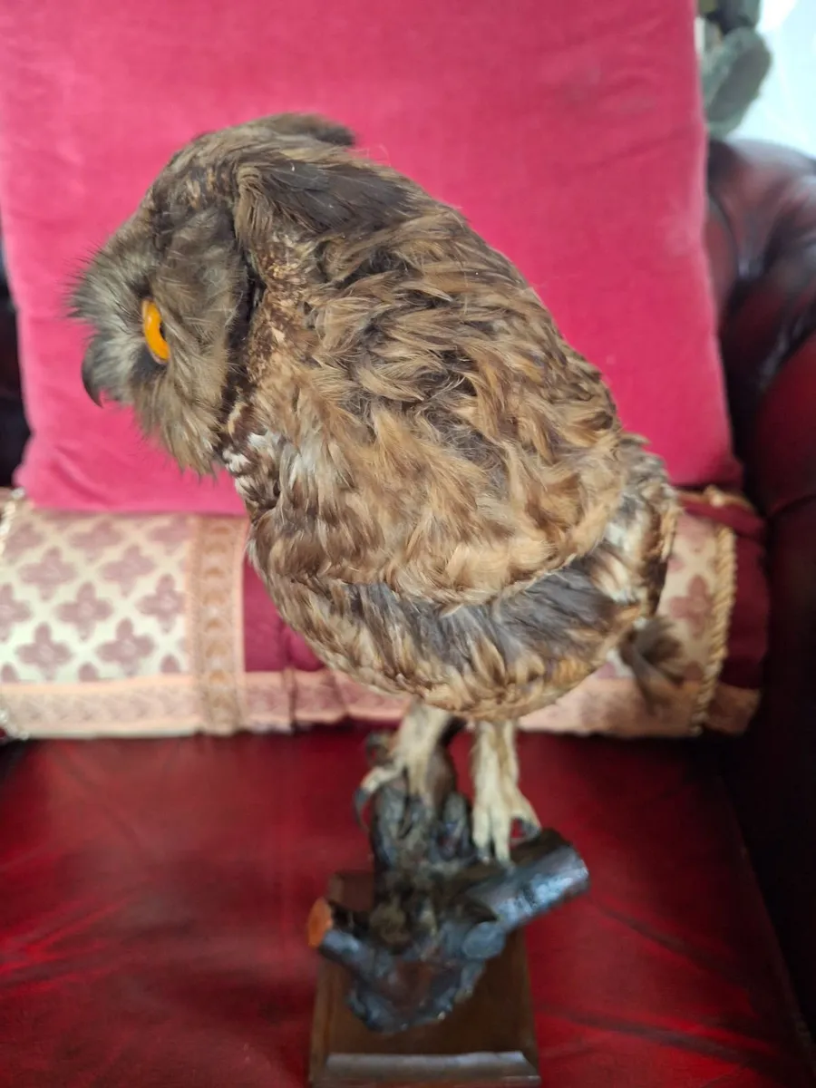 TAXIDERMY BROWN OWEL - Image 2