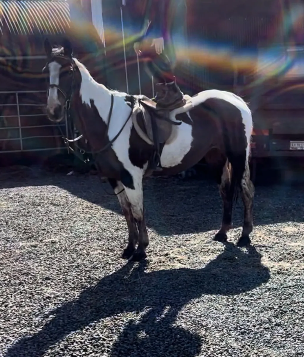 14.2 kids pony - Image 3