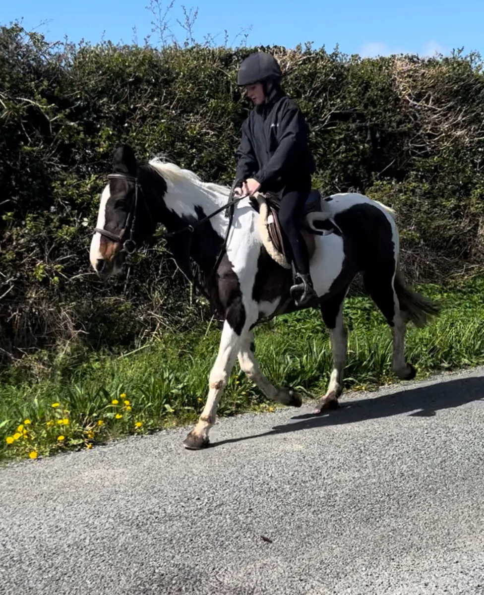 14.2 kids pony - Image 4