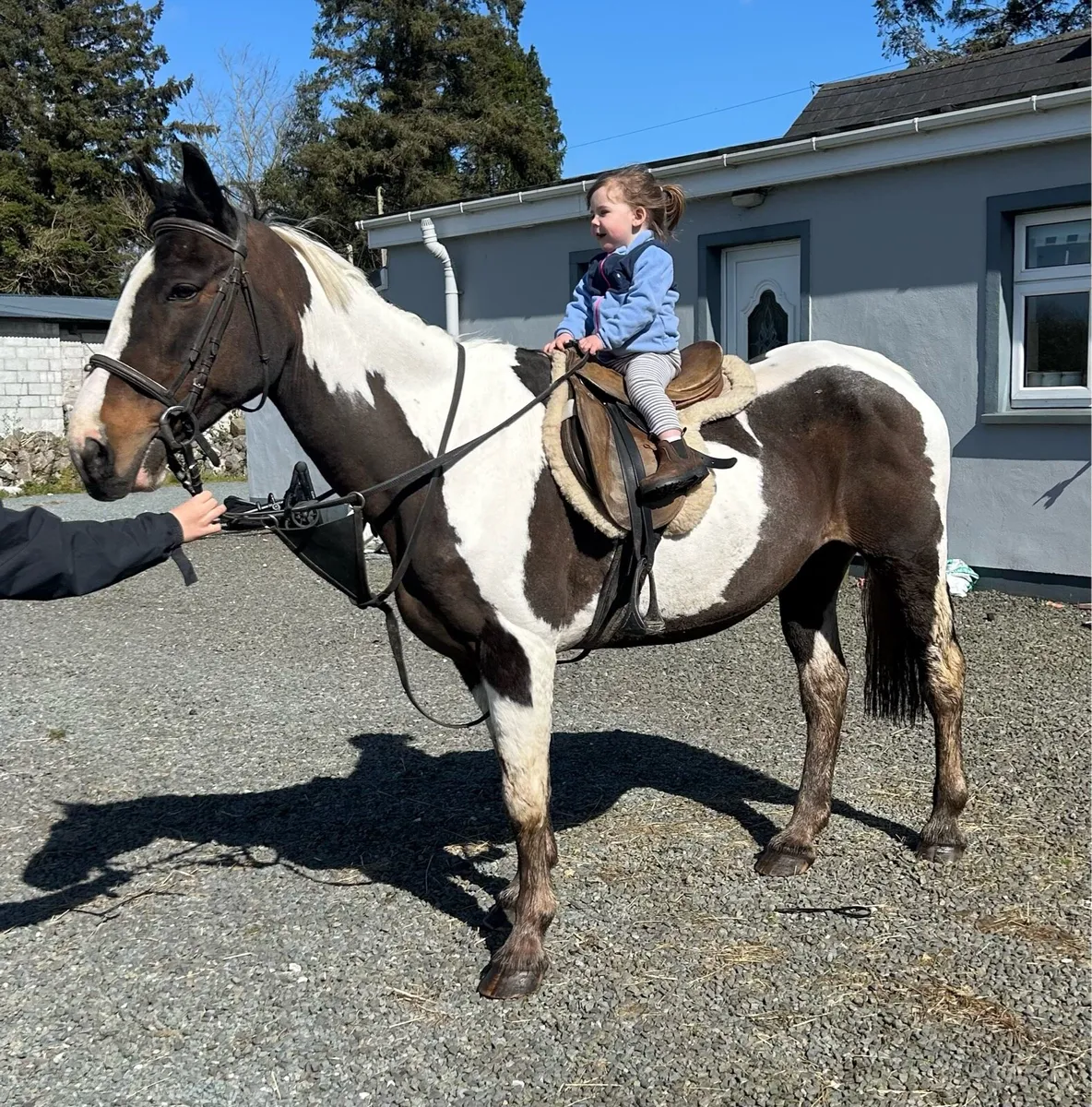 14.2 kids pony - Image 1