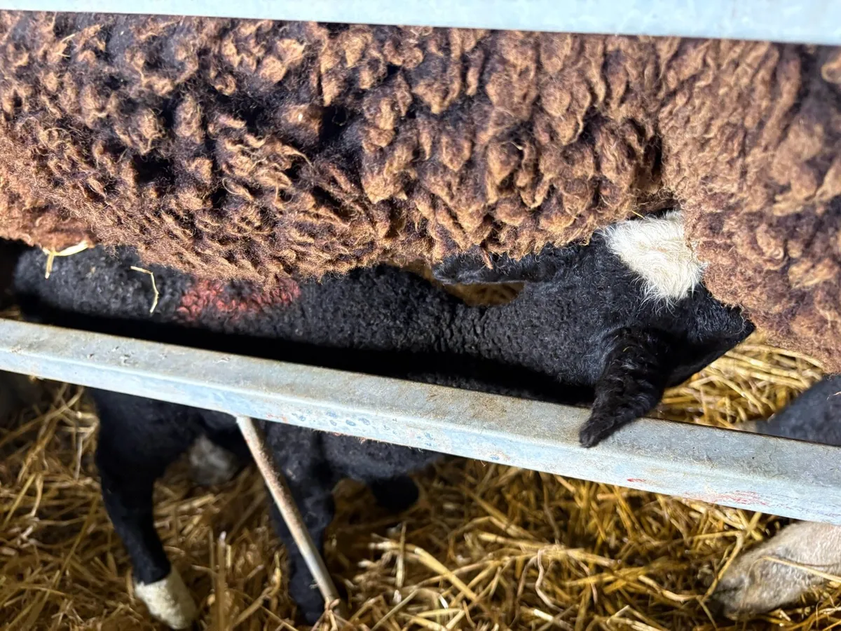 Zwartbles ewe lamb - Image 4