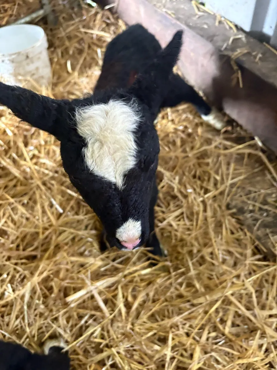 Zwartbles ewe lamb - Image 1