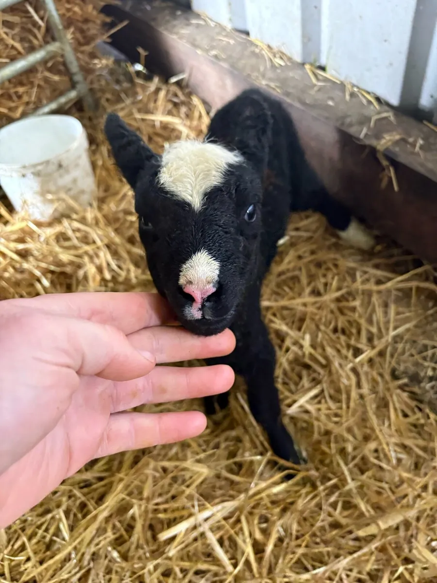 Zwartbles ewe lamb - Image 2