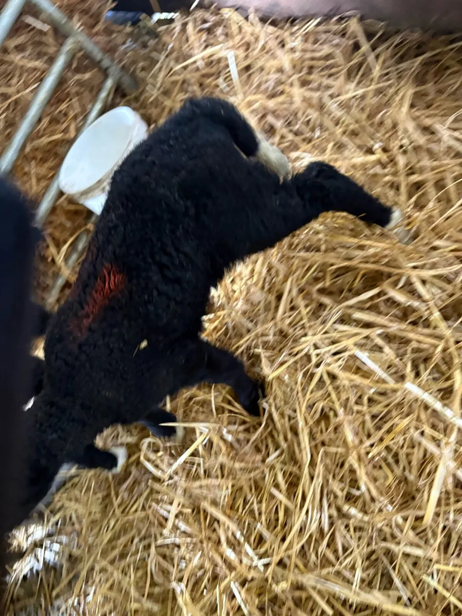 Zwartbles ewe lamb - Image 3